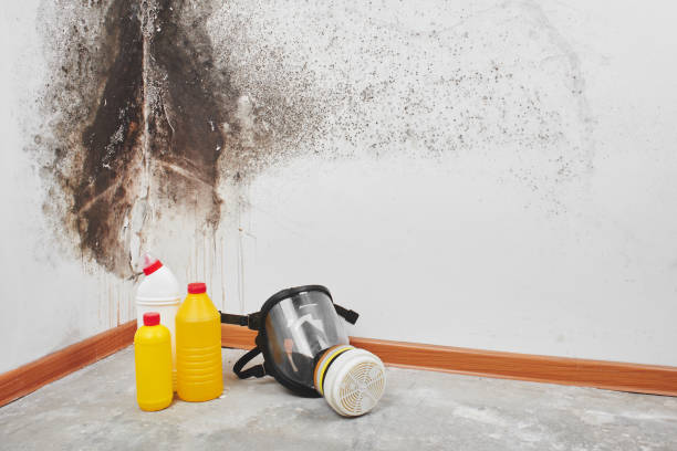 Best Professional Mold Removal  in Roanoke, TX