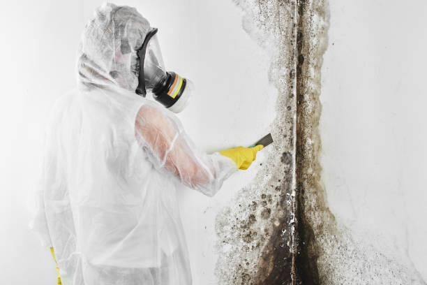 Best Mold Testing and Removal  in Roanoke, TX