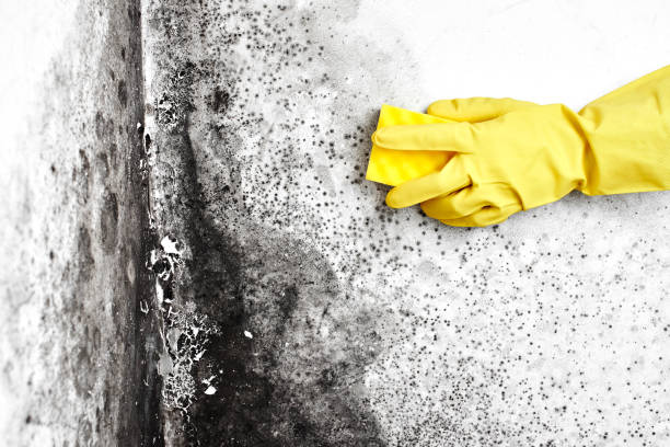 Best Toxic Mold Removal  in Roanoke, TX