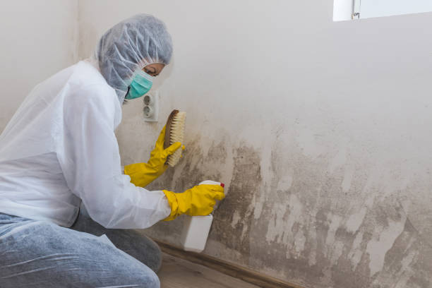  Roanoke, TX Mold Removal Pros