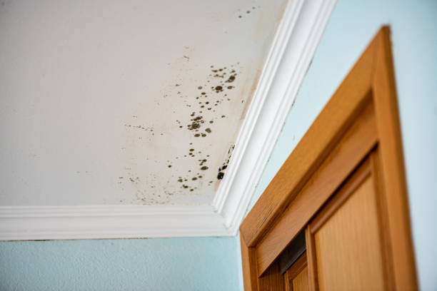 Best Office Mold Removal Services  in Roanoke, TX
