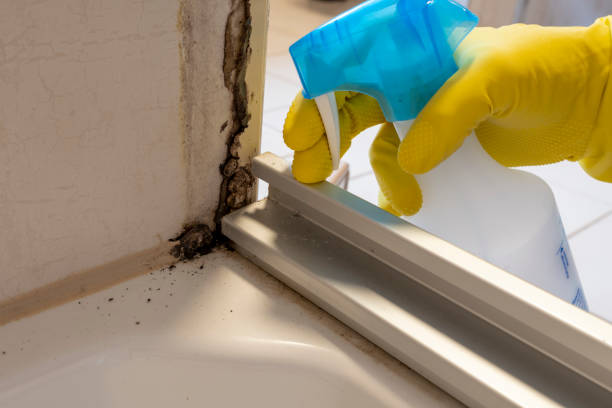 Best Mold Removal Company Near Me  in Roanoke, TX