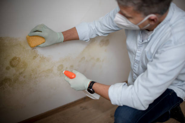 Best Affordable Mold Removal  in Roanoke, TX