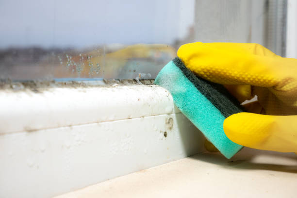 Best Mold Removal Process  in Roanoke, TX