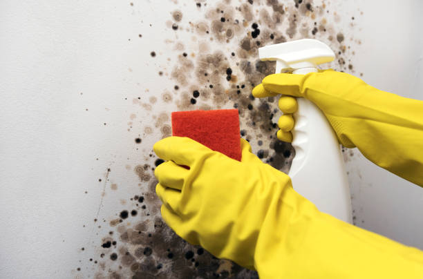 Best Water Damage Restoration  in Roanoke, TX