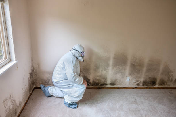 Best Office Mold Removal Services  in Roanoke, TX