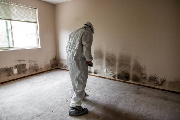 Best Attic Mold Removal  in Roanoke, TX