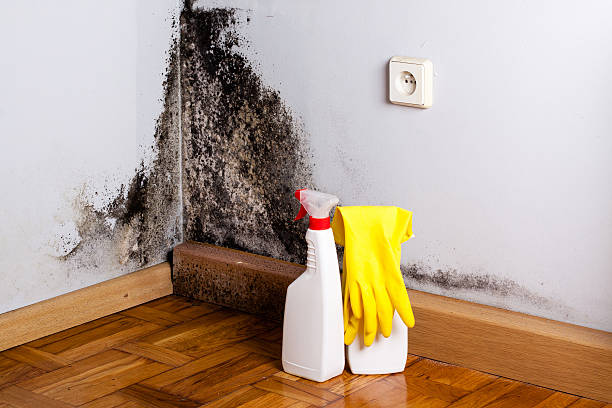 Best Mold Cleaning Services  in Roanoke, TX