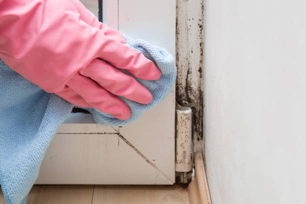 Best Emergency Mold Removal  in Roanoke, TX