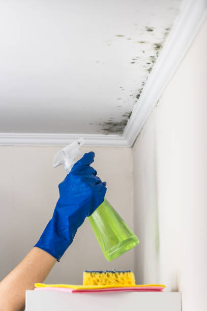 Best Mold Remediation  in Roanoke, TX